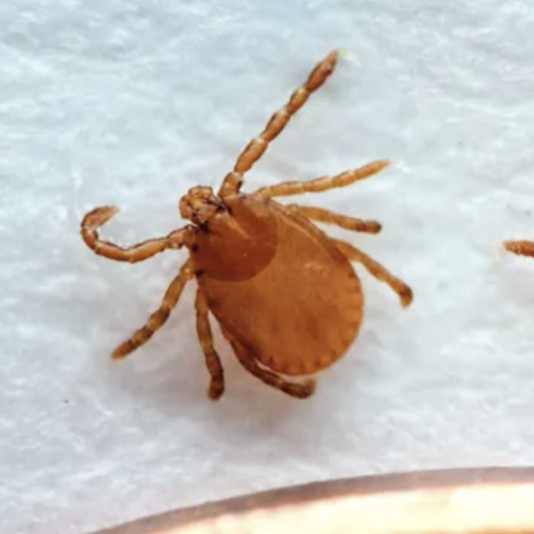 Asian Longhorned Tick arrives in Georgia